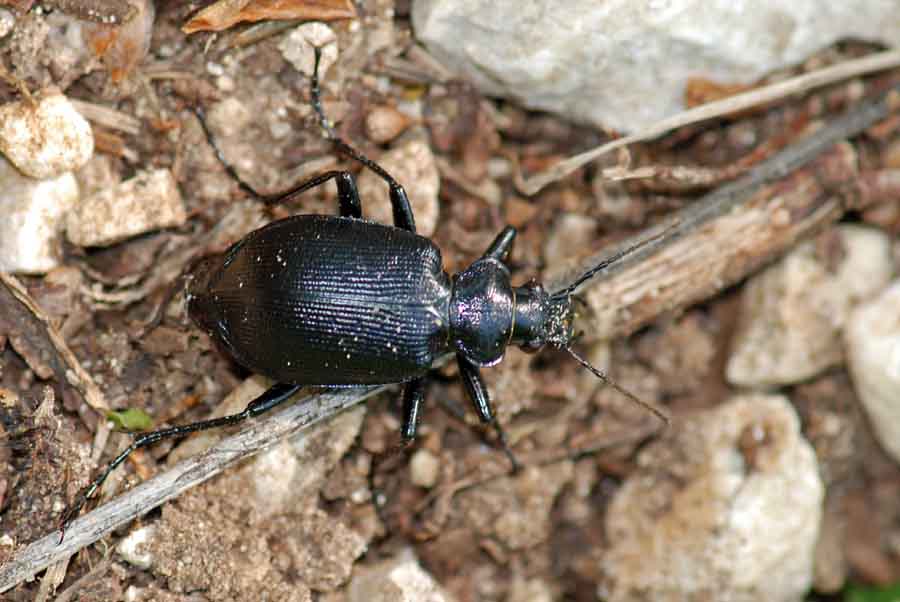 4 Carabidae: Calosoma inquisitor !